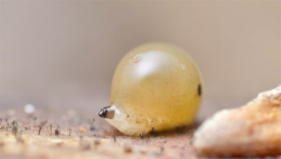 صورة رقم 11 - كائنات مجهرية.. صور استثنائية تكشف أسرار مملكة التربة تحت أقدامنا صورة رقم 11 - كائنات مجهرية.. صور استثنائية تكشف أسرار مملكة التربة تحت أقدامنا