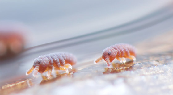 صورة رقم 12 - كائنات مجهرية.. صور استثنائية تكشف أسرار مملكة التربة تحت أقدامنا صورة رقم 12 - كائنات مجهرية.. صور استثنائية تكشف أسرار مملكة التربة تحت أقدامنا