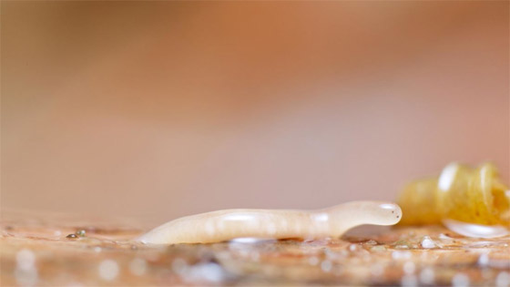 صورة رقم 13 - كائنات مجهرية.. صور استثنائية تكشف أسرار مملكة التربة تحت أقدامنا صورة رقم 13 - كائنات مجهرية.. صور استثنائية تكشف أسرار مملكة التربة تحت أقدامنا