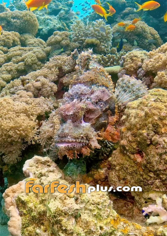 صورة رقم 1 - تغطيها أشواك تحتوي سما خطيرا.. مشهد مثير لسمكة عقرب البحر بالأردن صورة رقم 1 - تغطيها أشواك تحتوي سما خطيرا.. مشهد مثير لسمكة عقرب البحر بالأردن