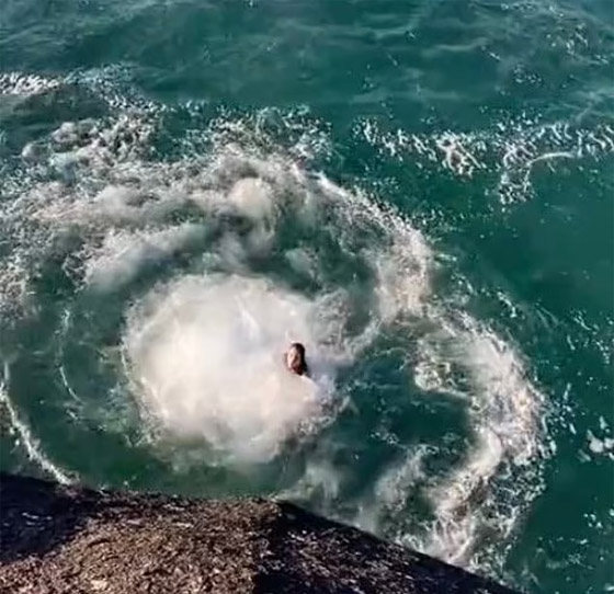 صورة رقم 4 - فيديو شاهده الملايين.. سباح قفز بمياه هادئة فتحولت أمواجا بعلو 4 أقدام! صورة رقم 4 - فيديو شاهده الملايين.. سباح قفز بمياه هادئة فتحولت أمواجا بعلو 4 أقدام!