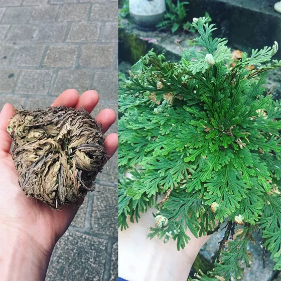 3 مكونات طبيعية تعتني بالشعر خلال الصيف صورة رقم 4