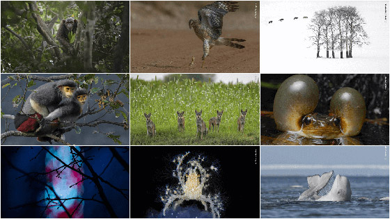 صورة رقم 9 - ألق نظرة على صور مسابقة مصور الحياة البرية لعام 2024 صورة رقم 9 - ألق نظرة على صور مسابقة مصور الحياة البرية لعام 2024
