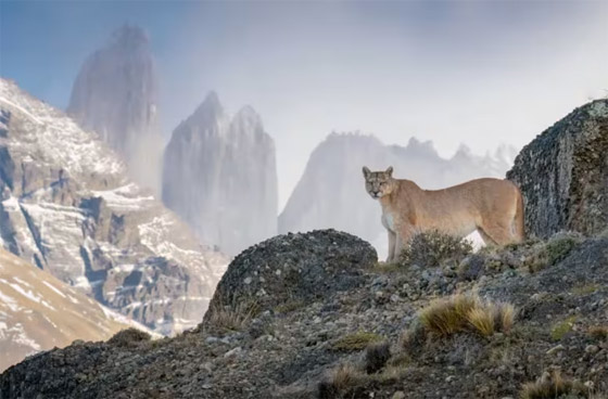 صورة رقم 1 - ألق نظرة على صور مسابقة مصور الحياة البرية لعام 2024 صورة رقم 1 - ألق نظرة على صور مسابقة مصور الحياة البرية لعام 2024