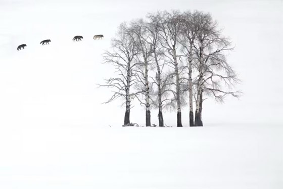 صورة رقم 5 - ألق نظرة على صور مسابقة مصور الحياة البرية لعام 2024 صورة رقم 5 - ألق نظرة على صور مسابقة مصور الحياة البرية لعام 2024