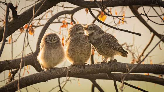 صورة رقم 6 - إليكم الجانب الكوميدي للحياة البرية في صور مذهلة صورة رقم 6 - إليكم الجانب الكوميدي للحياة البرية في صور مذهلة