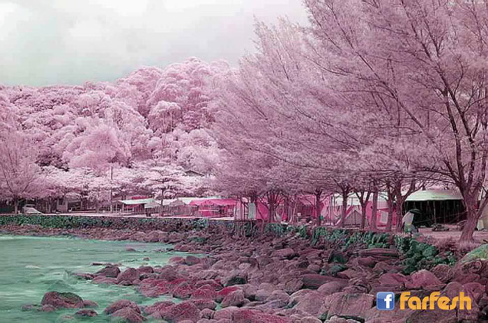 Farfeshplus فرفش بلس أشجار الكرز الوردية في اليابان