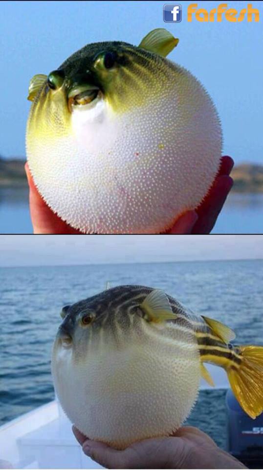  Puffer fish       
