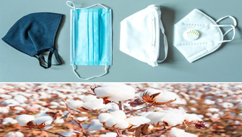 العلم يحسم الجدل: القطن أفضل للكمامات، وهذه الدول أكثر من ينتجه
