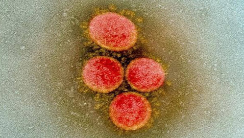أصل فيروس كورونا.. أخيرا الدراسة المنتظرة تحسم الجدل الطويل!