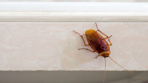 6 علاجات منزلية فعالة للقضاء على الصراصير فورا دون الحاجة لقتلها