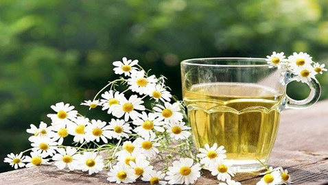 فوائد البابونج أثناء الصيام