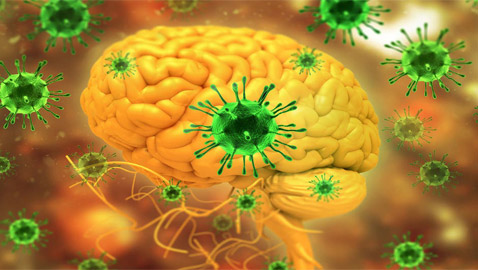 يؤدي للغيبوبة خلال 48 ساعة.. تحذيرات من فيروس نيباه الخطير!