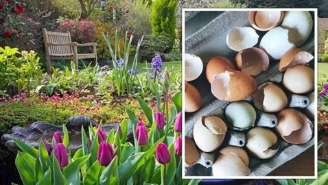 كيف تستخدم قشور البيض وبقايا القهوة في حديقتك؟
