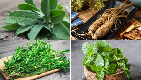 يمكن زراعتها في الحديقة.. 4 أعشاب تزيد الطاقة والتركيز بعيدا عن القهوة