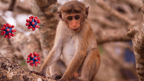 الصين تسجل أول وفاة بشرية بفيروس جدري القردة.. مرض نادر ولا لقاح له