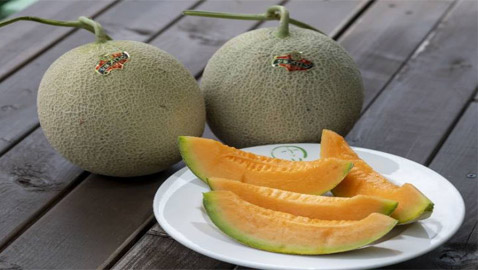 شمام يوباري الياباني أغلى فاكهة في العالم.. لن تصدقوا السعر!