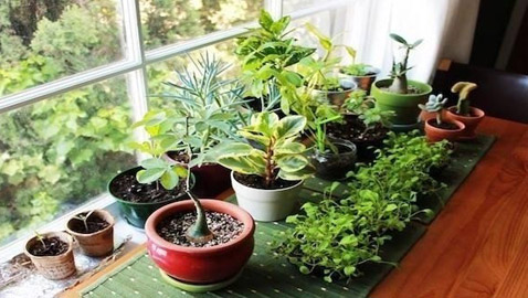 نباتات زينة منزلية ذات خصائص علاجية لصحة الإنسان