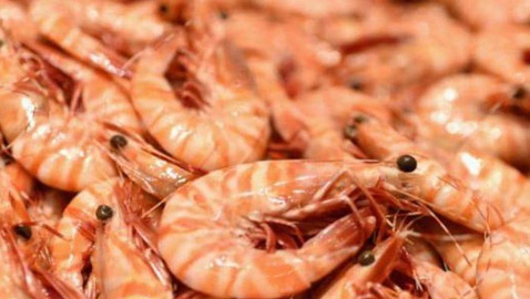 أميركا.. تحذير عاجل بشأن الجمبري المجمد