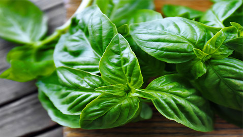 أعشاب الريحان: نبات شهير له تأثير سحري للحماية من الزهايمر والخرف