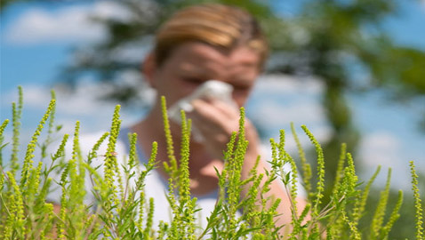 9 أنواع من أشهر النباتات ابتعدوا عنها إن كنتم تعانون من الحساسية