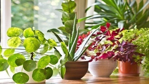 قواعد أساسية للحفاظ على نباتاتك المنزلية في الشتاء