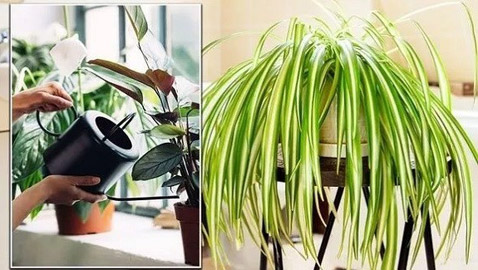 نباتات منزلية تزيل العفن