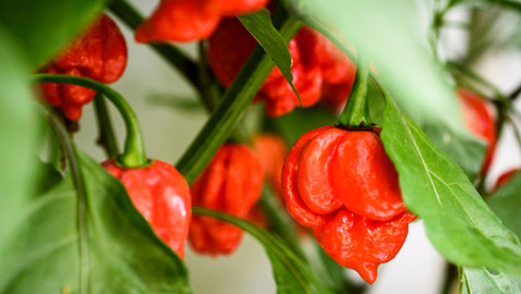 أحدها ينحدر من باكستان.. إليكم أكثر أنواع الفلفل الحار حدة في العالم