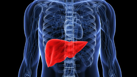 5 معلومات مثيرة عن الكبد