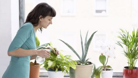 نصائح للعناية بالنباتات المنزلية في الشتاء