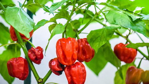 3 خضراوات يمكنك زراعتها في مطبخكِ