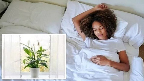 أفضل النباتات لتنقية الهواء في غرفة النوم