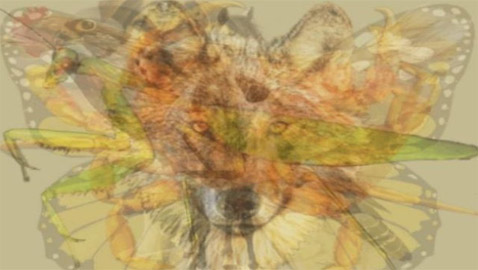 ما تراه أولا في هذه الصورة يعكس شخصيتك وما تخفيه بداخلك!