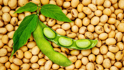 يقي من السرطان، يقوي العظام، ويساعد بفقدان الوزن.. فوائد فول الصويا