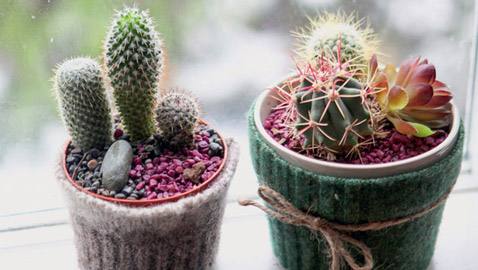 أضيفي الحجارة إلى أصيص النباتات في حديقتك.. لهذا السبب