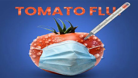 ما آخرة هذه الفيروسات؟ 11 معلومة عن إنفلونزا الطماطم بعد ظهوره في الهند!