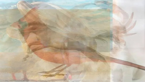 ما تراه أولا يكشف عن 