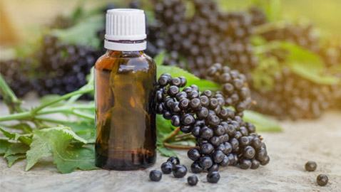 نبات البيلسان (الخمان الأسود) صيدلية طبيعية.. هذه فوائده المدهشة وأضراره