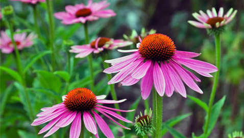 عشبة القنفذية 