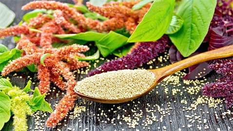 مصدر للغذاء قبل 8 آلاف سنة.. فوائد نبات القطيفة لجسم قوي ووزن مثالي