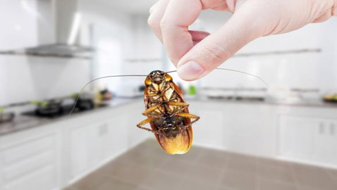 واحدة تسبب كارثة! هذه طريقة حماية المطبخ والمؤن المُخزنة من الحشرات