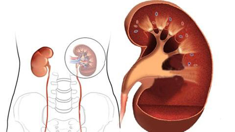 عادات مهمة  للوقاية من الفشل الكلوي
