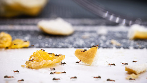 تخلصي من نمل المنزل.. بهذه الطريقة