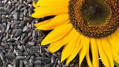 لهذه الأسباب بذور عباد الشمس وجبة خفيفة رائعة