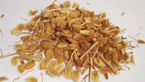 يعالج مشاكل القولون ويساعد على زيادة الوزن.. فوائد الكمون الصوفي الطبية