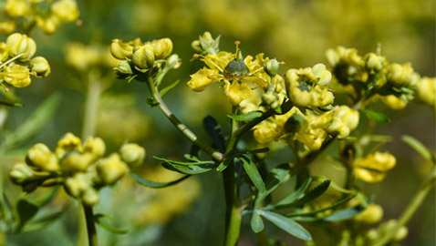 تعزز صحة القلب وتعالج التهابات المفاصل.. فوائد 