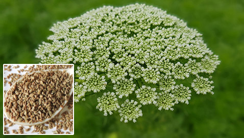 استخدمها الفراعنة لتفتيت حصوات الكلى.. 6 فوائد صحية لبذور الخلة