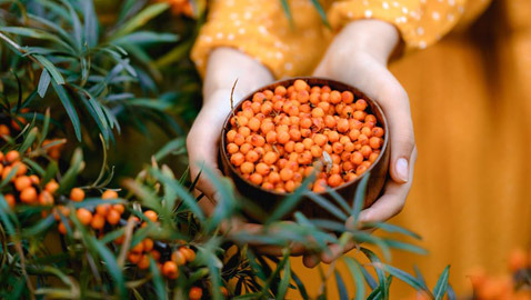 داعم قوي في علاج المرض الخبيث.. ماهي فوائد النبق؟