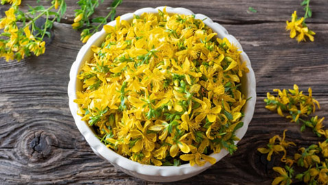 تقي من السرطان وعلاج فعال للاكتئاب.. فوائد عشبة العرن المثقوب