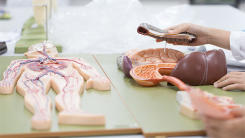 دون معدة أو نصف دماغ! 7 أعضاء داخلية مهمة يمكن العيش بدونها